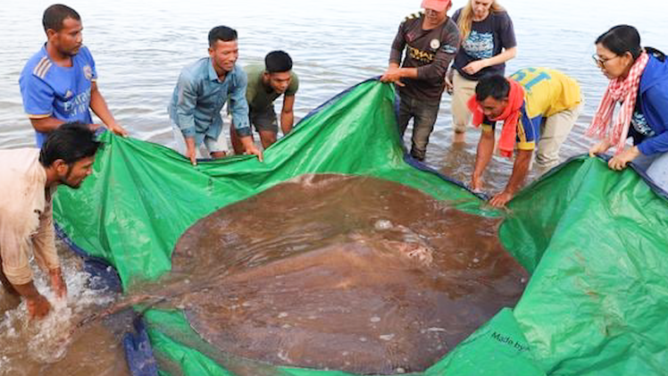Video: Giải cứu con cá đuối gai độc dài đến 4m, dính câu của ngư dân trên sông Mekong