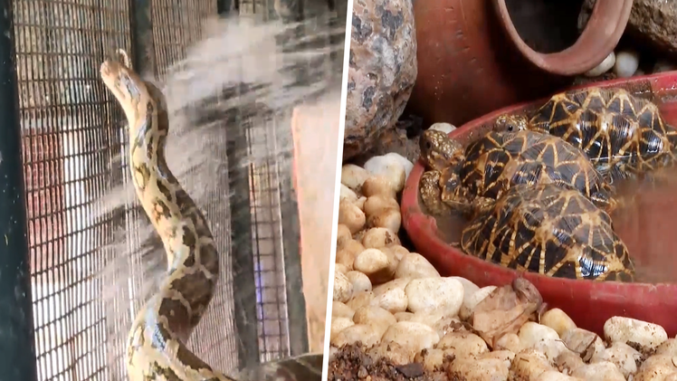 Video: Trăn và rùa được cho tắm mát khi nhiệt độ tăng cao ở Ấn Độ