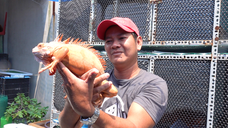 Video: Vào trang trại xem nuôi rồng Nam Mỹ ở Vĩnh Long