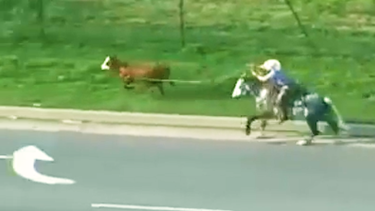 Video: Cao bồi đuổi bắt bò đi lạc trên đường cao tốc Mỹ