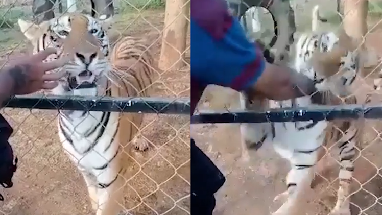 Video: Bị hổ Bengal cắn tay kéo vào chuồng, nhân viên vườn thú tử vong