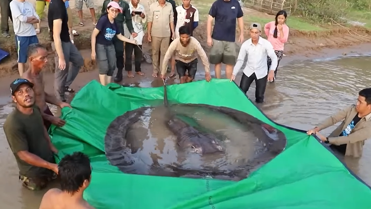 Video: Cận cảnh cá đuối nước ngọt lớn nhất thế giới bắt ở sông Mekong, được gắn chip thả trở lại sông