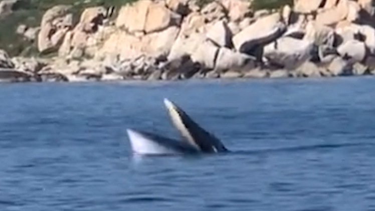 Video: Cá voi to như chiếc thuyền, nặng cả tấn bơi lội trước mắt du khách ở Cam Ranh