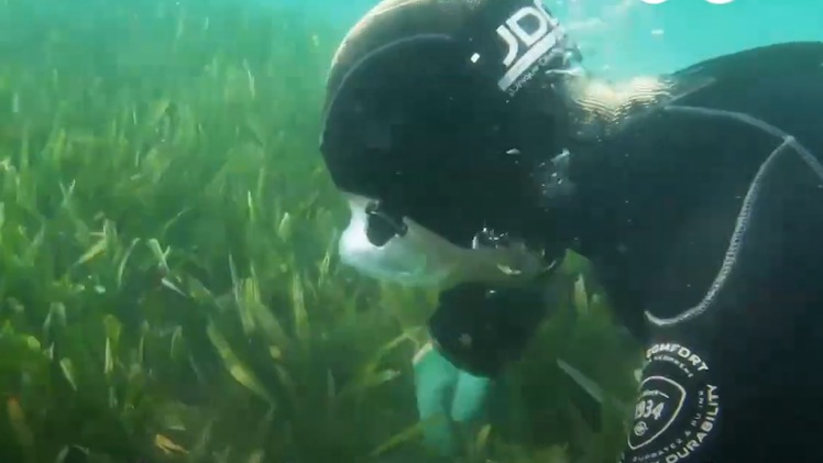 Video: Giải mã sinh vật lớn nhất thế giới ở vịnh Cá Mập