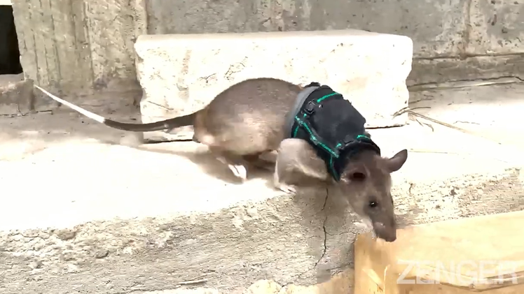 Video: Huấn luyện chuột tìm kiếm nạn nhân bị vùi lấp do động đất ở châu Phi