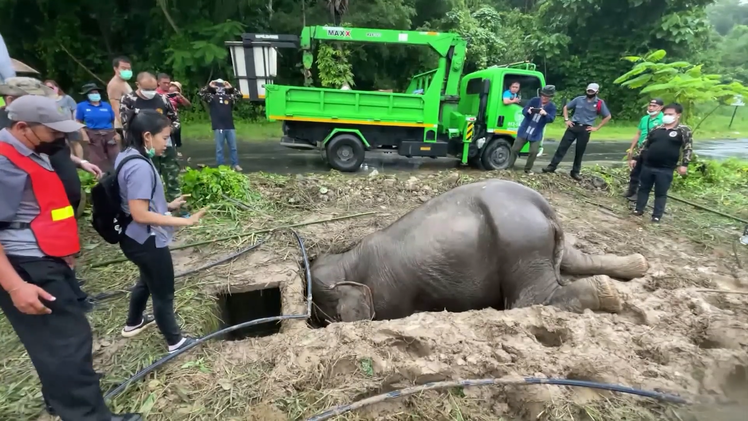 Video: Hàng chục người giải cứu cặp mẹ con voi bị rơi xuống hố trong cơn mưa tầm tã