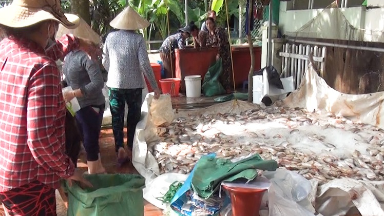 Video: Hàng trăm tấn cá nuôi làng bè Châu Đốc chết bất thường do nguồn nước bị ô nhiễm sinh học