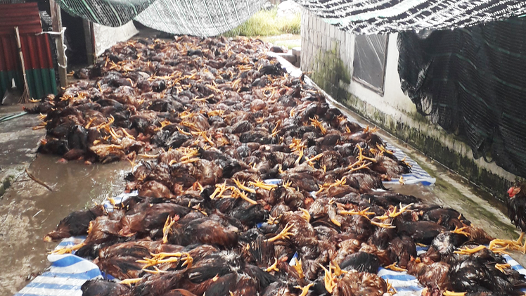 Video: Sét đánh chết gần 6.000 con gà tại một trang trại ở Hải Dương