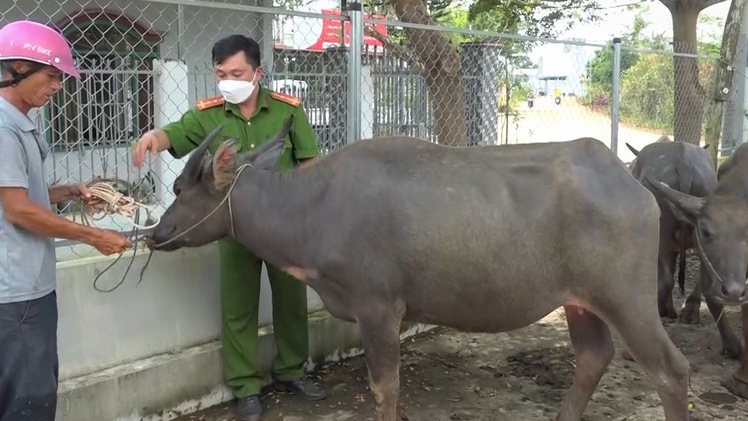 Video: 2 đối tượng đang dắt trộm 8 con trâu trên quốc lộ 13, thấy công an thì bỏ chạy