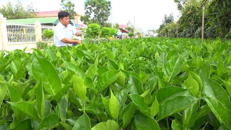 Góc nhìn trưa nay | Hiệu quả từ việc tham gia hội quán trồng hoa kiểng