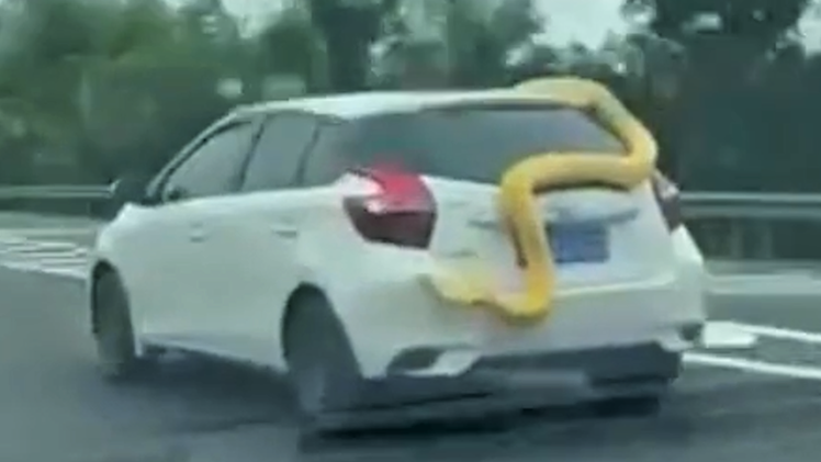 Video: Trăn dài 3m bám nóc ô tô đang chạy trên đường cao tốc