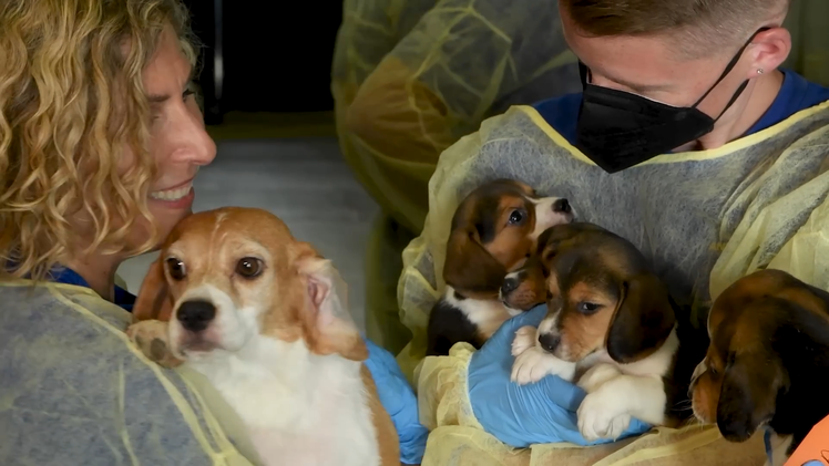 Video: 4.000 con chó Beagle được cứu khỏi nơi nuôi nhốt tồi tệ để làm thí nghiệm