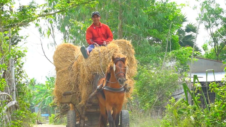 Góc nhìn trưa nay | Những phu xe ngựa cuối cùng ở vùng Bảy Núi