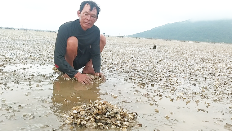 Video: Ngao nuôi ven biển Hà Tĩnh chết trắng bãi, hiện chưa rõ nguyên nhân