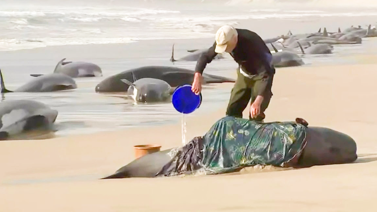 Video: Người dân đắp chăn, xối nước cứu hàng trăm con cá voi hoa tiêu dạt vào bờ biển