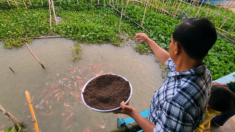 Video: Đàn cá tự nhiên hàng ngàn con kéo đến ‘ăn nhờ ở đậu’ nhà người dân ở An Giang