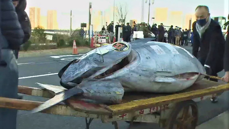 Video: Cận cảnh con cá ngừ vây xanh 212kg có giá hơn 6,3 tỉ đồng