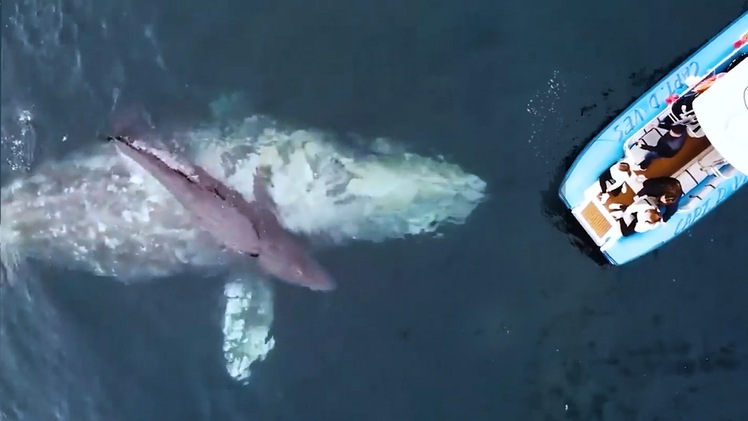 Video: Cá voi xám 'hộ tống' con mới sinh tập bơi trước mắt du khách