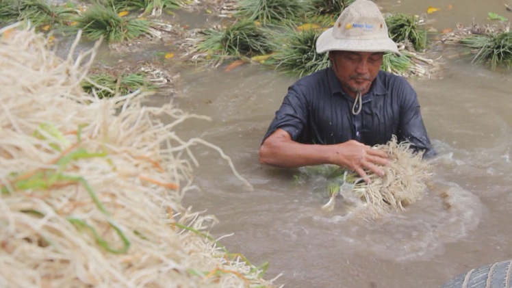 Góc nhìn trưa nay | Nông dân trồng kiệu phấn khởi đón Tết