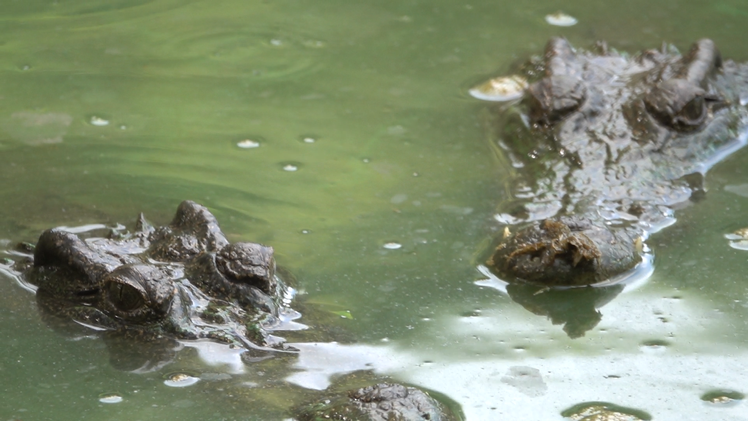 Kiên Giang tạm đóng cửa công viên để truy bắt 6 con cá sấu sổng chuồng