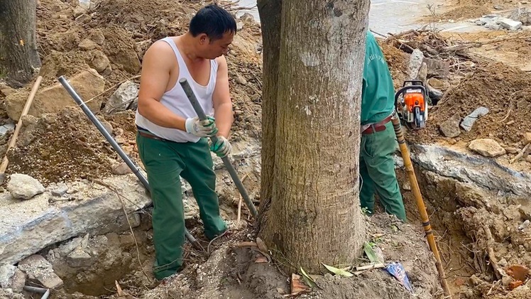 Hàng loạt cây xanh lâu năm trong UBND TP Vinh bị chuyển đi nơi khác, người dân tiếc nuối