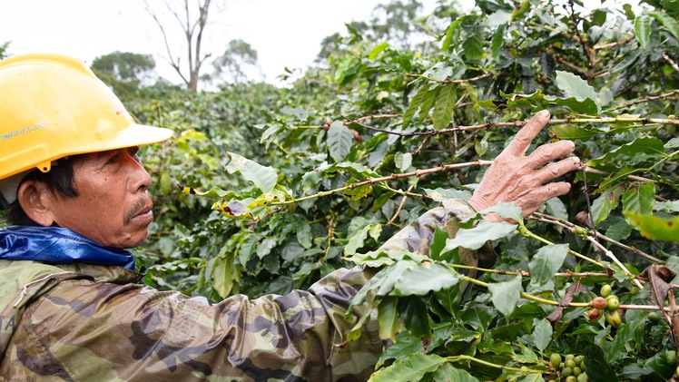 Nhiều chủ vườn mất ăn mất ngủ vì liên tục bị trộm tuốt trái, bẻ cành cà phê