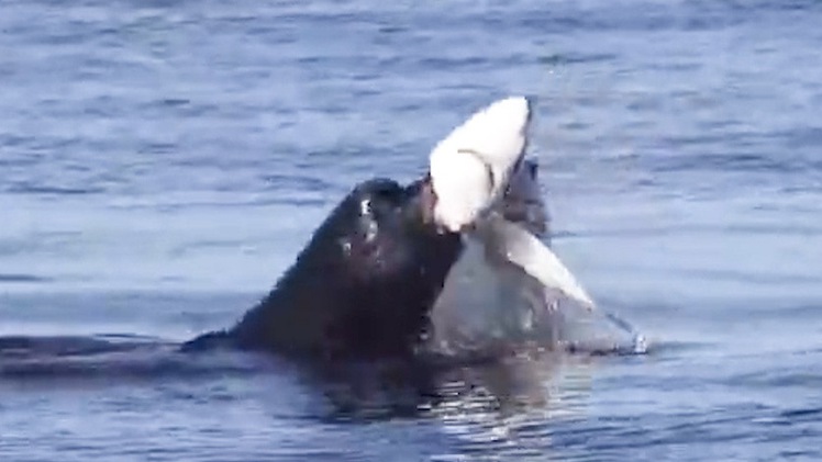 Sư tử biển hạ gục cá mập xanh ngoài khơi California