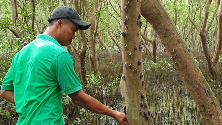 Theo người dân săn ốc len trong rừng ngập mặn Cà Mau