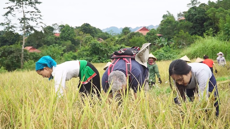 Góc nhìn trưa nay | Lên núi gặt lúa cùng dân bản