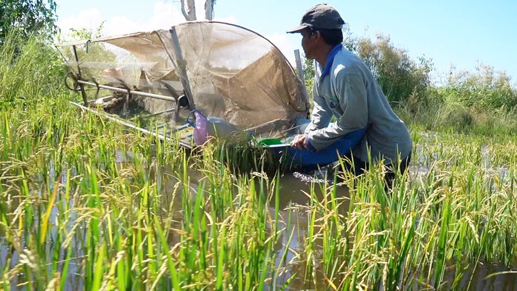 Góc nhìn trưa nay: Nông dân chế máy tuốt lúa mùa nước nổi