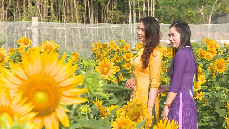 Ngắm vườn hoa hướng dương 14.000 cây nở rộ ở Đồng Tháp