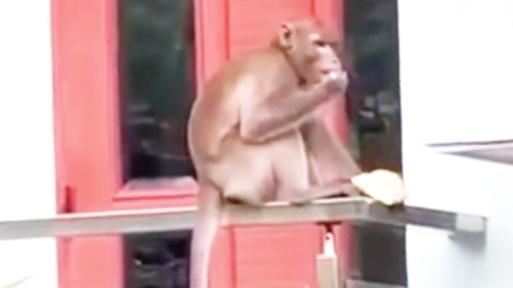 Video: Xuất hiện khỉ đuôi dài chui vào nhà người dân ở TP.HCM lục đồ ăn