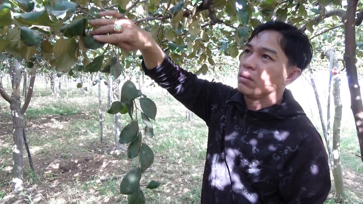 Bụi mù mịt khiến nhiều hecta cây trồng bị thiệt hại ở Ninh Thuận