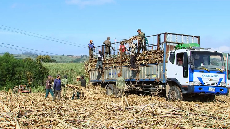 Góc nhìn trưa nay | Cây mía đã 'ngọt’ hơn với người nông dân