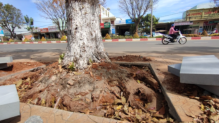Video: Phạt 40 triệu đồng nhà thầu chặt rễ cây xanh khi lát đá vỉa hè ở TP Pleiku