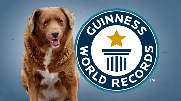 Video: Kỷ lục về chó cao tuổi nhất thế giới đã bị phá sau gần 100 năm