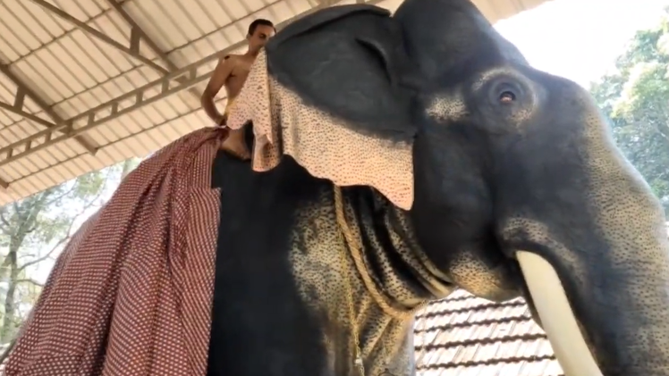 Video: Voi robot cao 3m, nặng 800kg được dùng trong các nghi lễ ở Ấn Độ