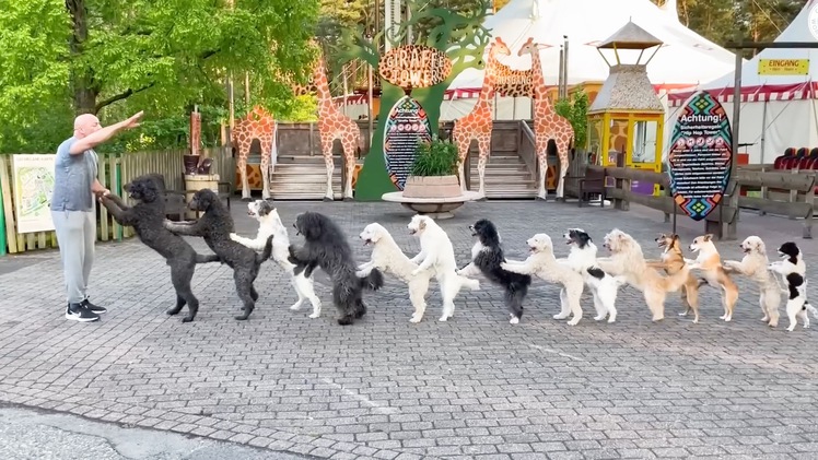Video: Đàn chó xếp hàng bằng hai chân lập kỷ lục thế giới