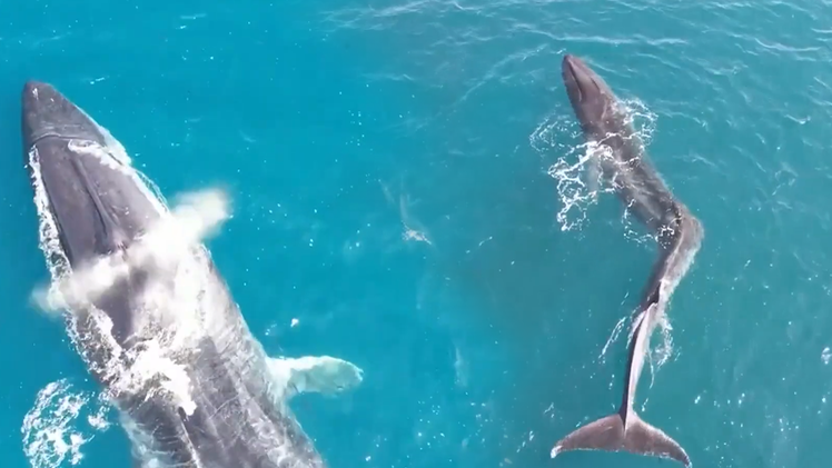 Video: Cá voi 'lạ' 40 tấn có hình dạng chữ V xuất hiện ở Tây Ban Nha