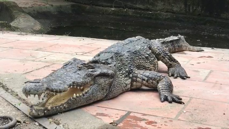 Video: Bất an cảnh đàn cá sấu nuôi trong chuồng xuống cấp ở TP Vinh