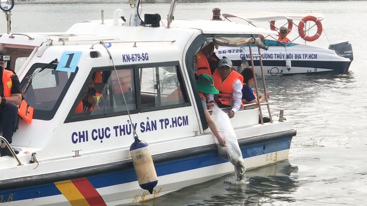 Video: Hàng trăm ngàn con cá, tôm được thả xuống sông Sài Gòn để tái tạo nguồn lợi thủy sản