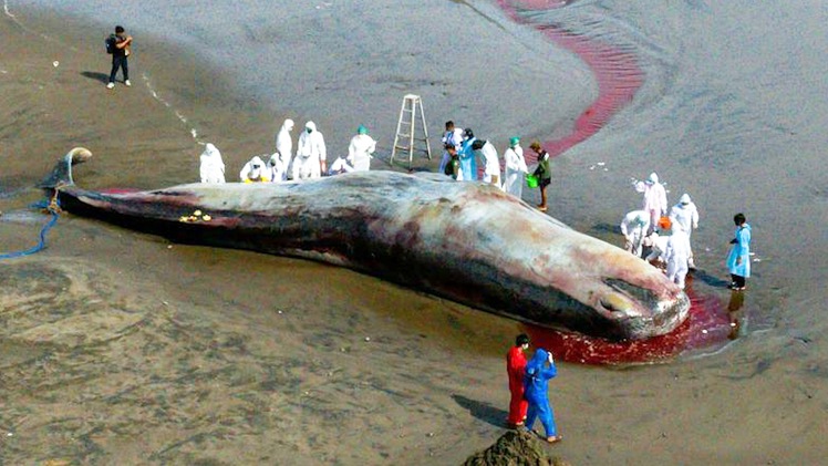Video: Cá voi chết liên tục dạt vào bờ biển ở Indonesia