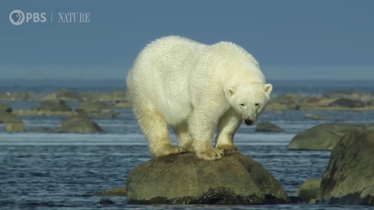 Video: Khoảnh khắc gấu trắng Bắc Cực săn cá voi