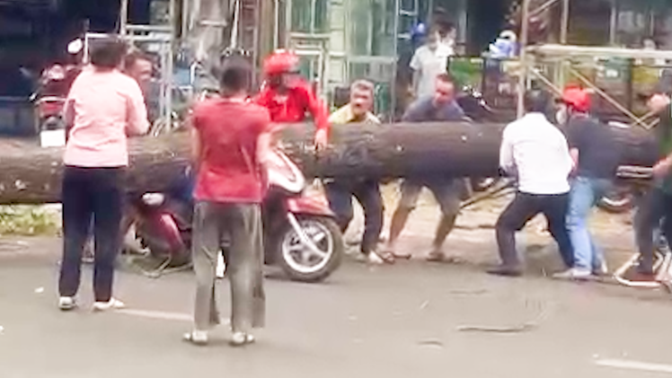 Video: Cây lớn ngã ngang đường, đè trúng người phụ nữ chạy xe máy