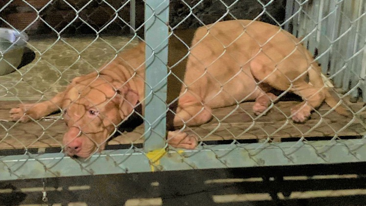 Video: Chó nặng hơn 40kg cắn chết cụ bà 82 tuổi tại nhà ở Bình Dương