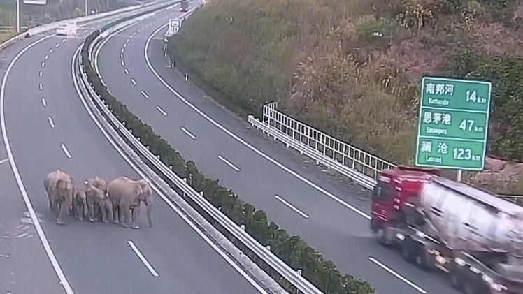 Đàn voi rừng 'du ngoạn' 17km trên đường cao tốc