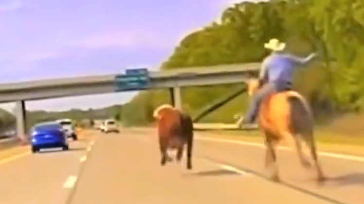 Cảnh sát và 'cao bồi' vây bắt con bò đi lạc trên đường cao tốc
