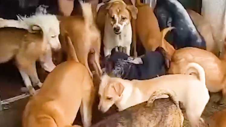 Vụ nuôi 82 con chó trong nhà ở TP.HCM, phạt 64 triệu đồng, đàn chó vẫn đông đúc