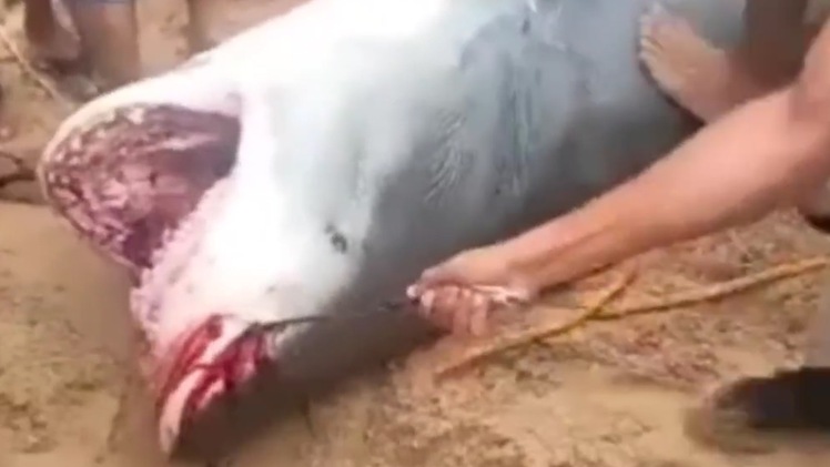 Một thanh niên bị cá mập cắn chết trước mặt cha và bạn gái ở Ai Cập
