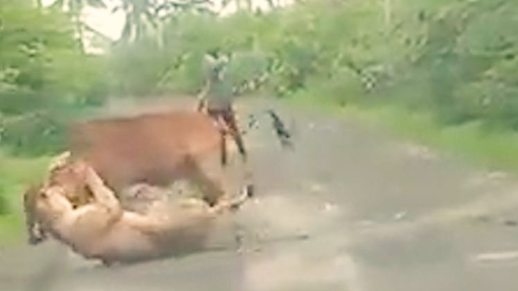 Khoảnh khắc người đàn ông đuổi sư tử, cứu con bò bị tấn công